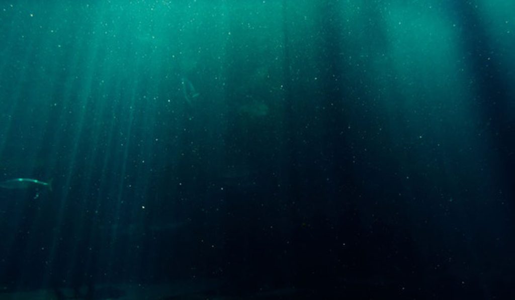 Salmon Fish 1024x597